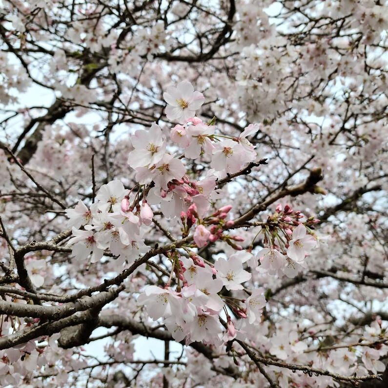 Cherry blossoms.